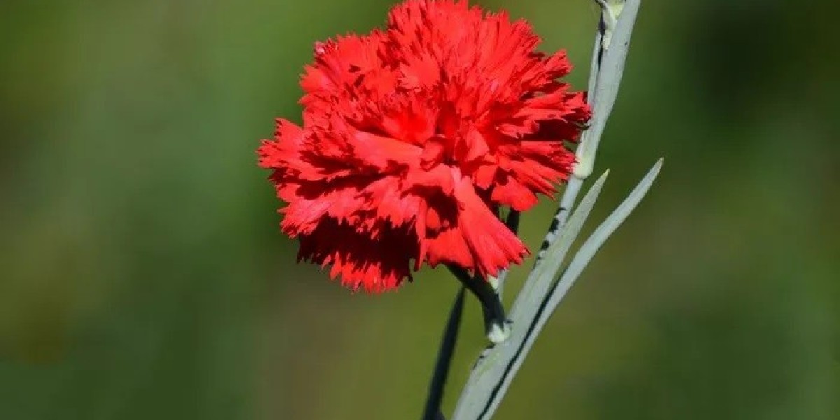 Carnation Symbolism in Art, Poetry, and Faith