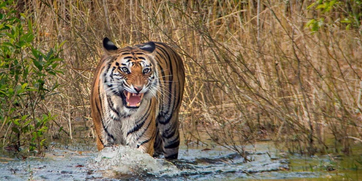 Eyes of the Jungle: Discover the Soul of Tiger Photography