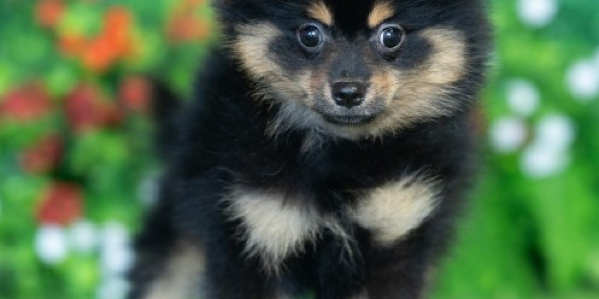 The Blue Sky Puppies Family: Connecting with Owners Nationwide