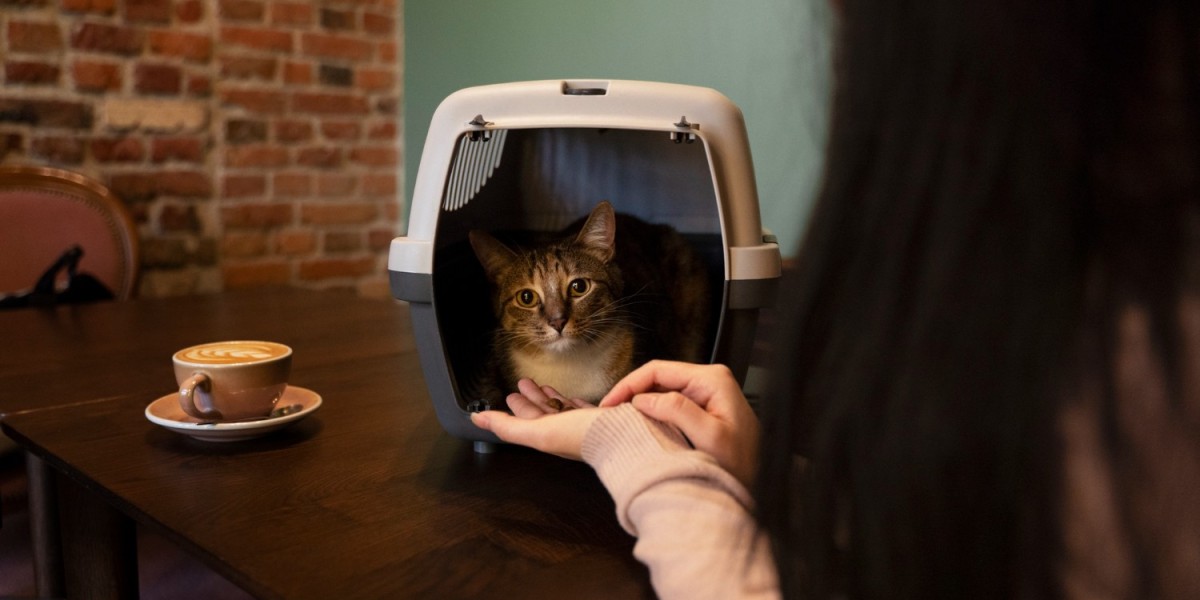 How Do Cat Boarding West Palm Beach Facilities Handle Special Dietary Needs?