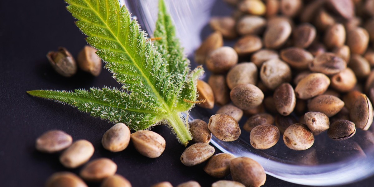 Cannabis seeds market projected growth driven by legalization and evolving seed technologies