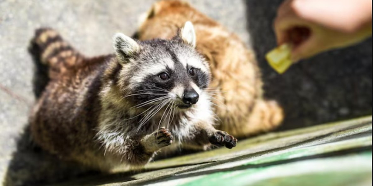 From Hobby to Career: Turning a Love for Wildlife into a Technician Role