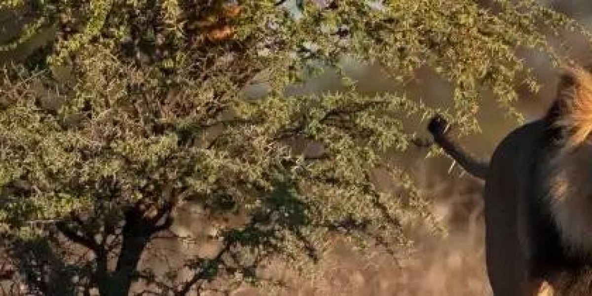 Discover the Ultimate Wildlife Experience with Unforgettable Luxury Safaris and Africa Tours