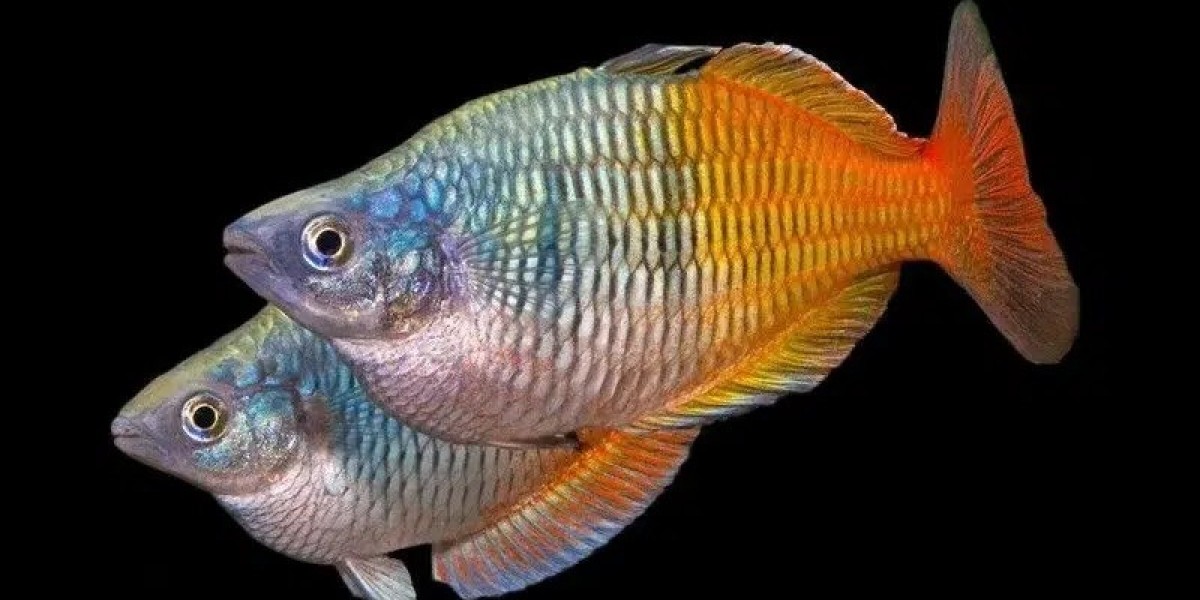 Online Aquarium Fish Store: Your One-Stop Destination for Aquatic Beauty
