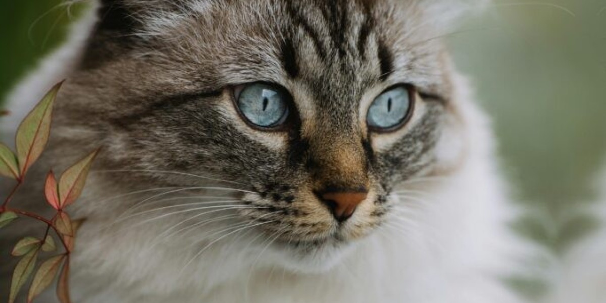 Mississauga Oakville Animal Hospital – Quality Veterinary Services for Every Pet