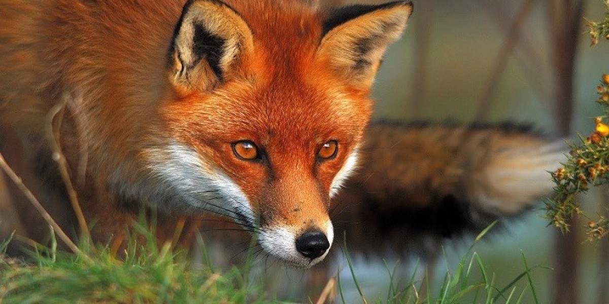 Why Is Fox Symbolism Linked to Playful Intelligence?