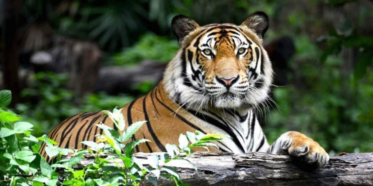 Luxury Resorts in Bandhavgarh: Where Nature Meets Elegance