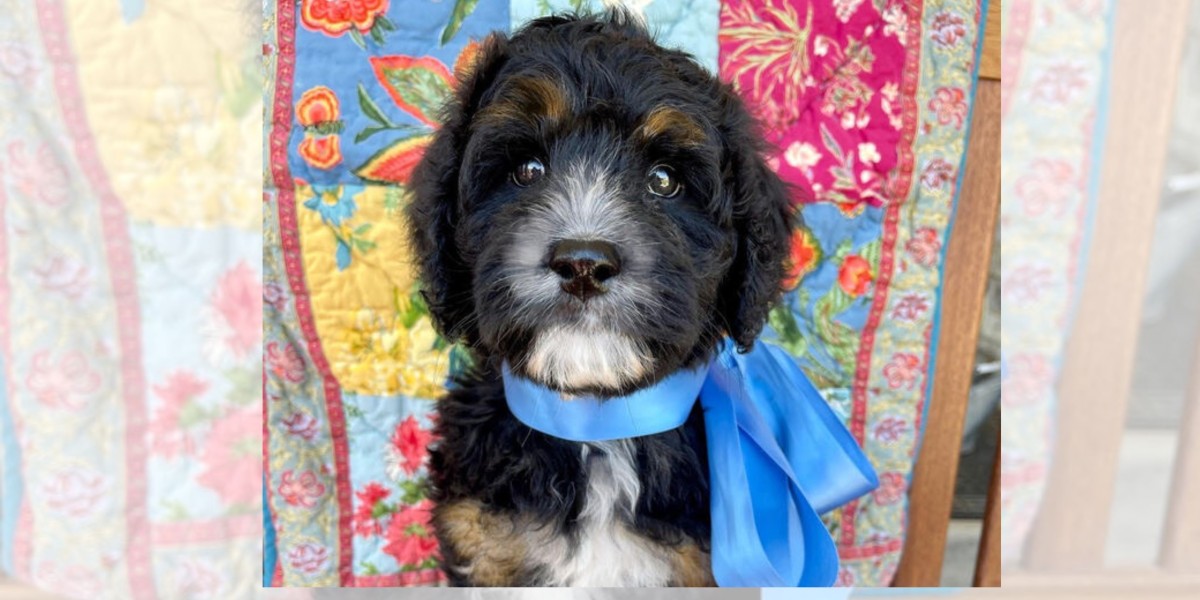 Where Can I Find the Best Bernedoodle Breeders in California and Bernedoodle Puppies in Colorado?