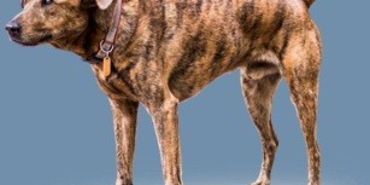 Lost and Found Pets: Reuniting Families with Their Furry Friends