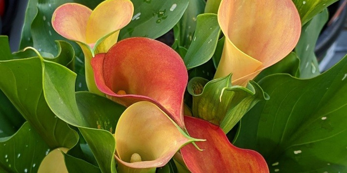 Discovering Purity and Grace in Calla Lily Symbolism