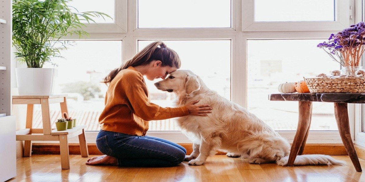Finding "Goldendoodles For Sale Near Me" and the Basics of Training