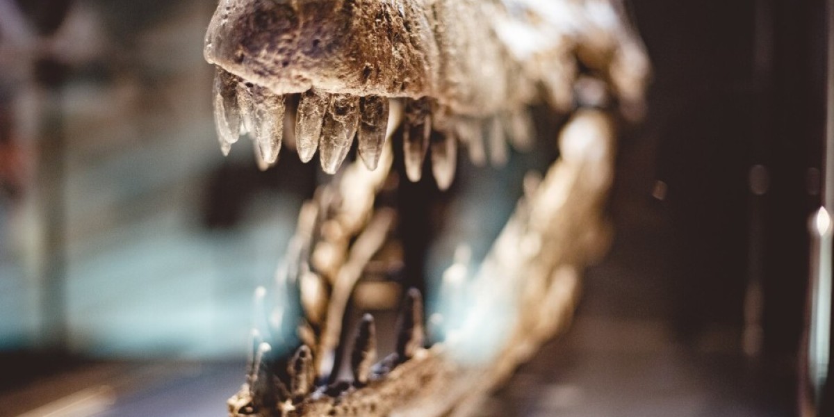Timeless Elegance from the Depths – The Beauty of Fossil Jewelry and Fossil Shark Teeth