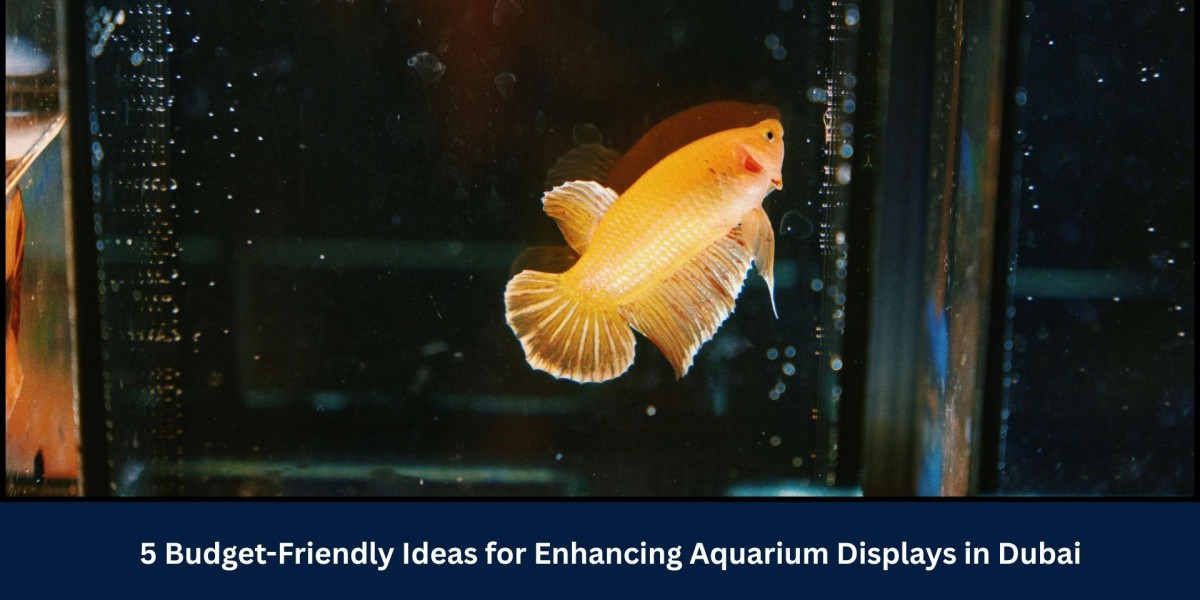 5 Budget-Friendly Ideas for Enhancing Aquarium Displays in Dubai