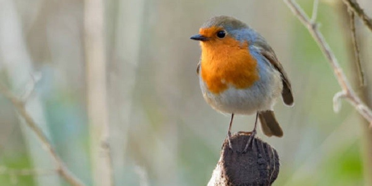 Bird Symbolism: Spiritual Lessons from Nature