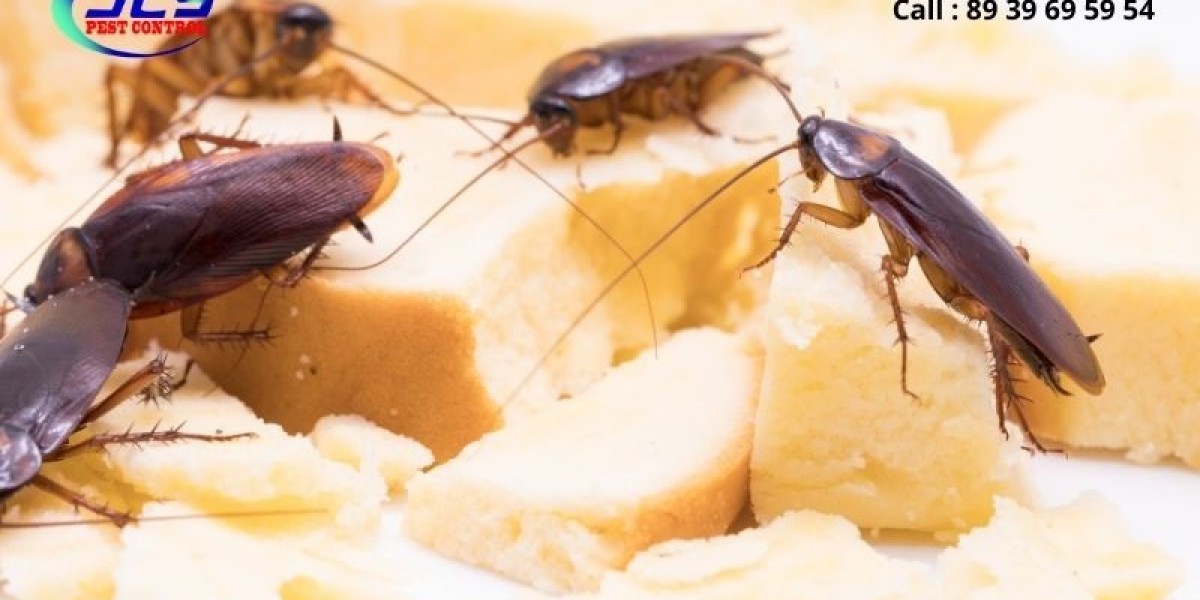 What Are the Main Causes of Cockroach Infestation in Homes?