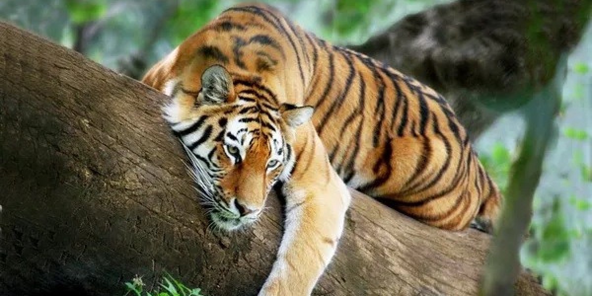 88 Tiger Quotes to Ignite Passion and Fearless Action