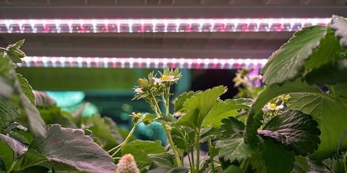 Micronutrient Fertilizers Market: Trends, Innovations & Future Outlook