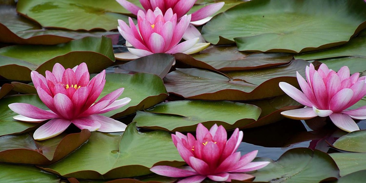 Common Mistakes to Avoid When Planting Waterlilies in Ponds