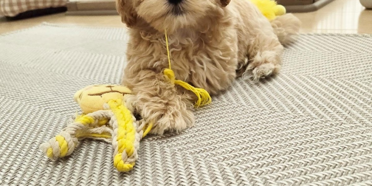 Maltipoo Dogs: Why Maltipoo Dogs Make the Perfect Family Companion