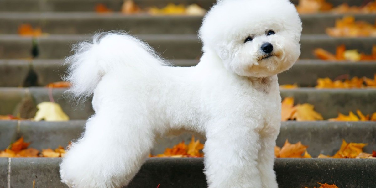 Mixing the Fluff: Bichon Frise Crosses, Health Needs & How Long They Live