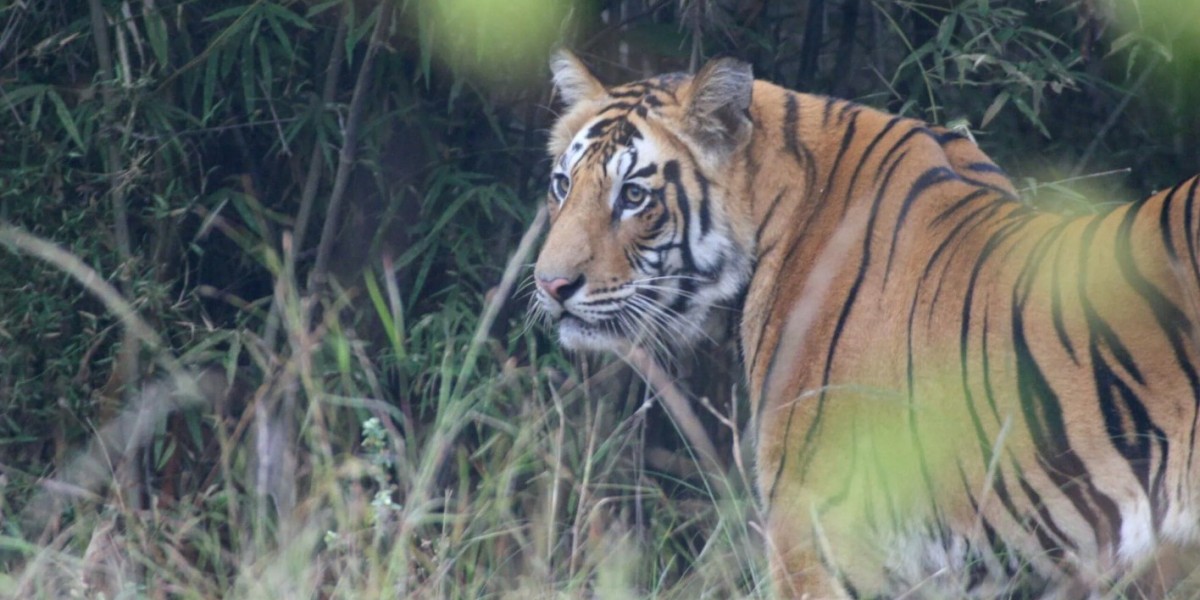 Tiger Safari Ranthambore: Roar of the Wild in Rajasthan