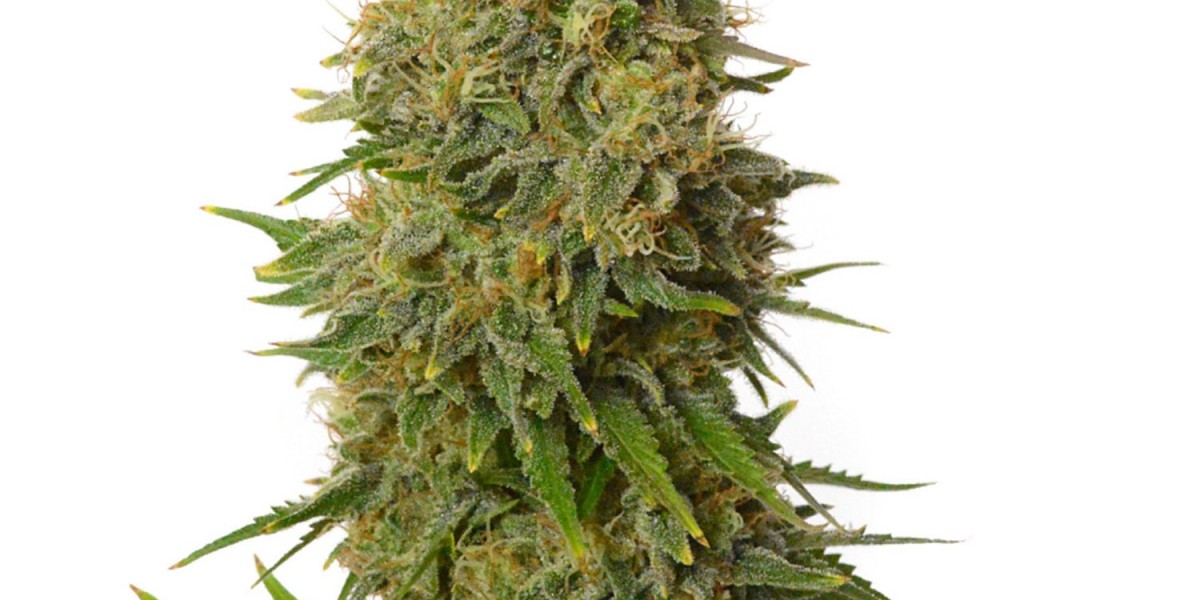 Explore the Strong Analgesic Effects of Autoflower Seeds for Chronic Pain