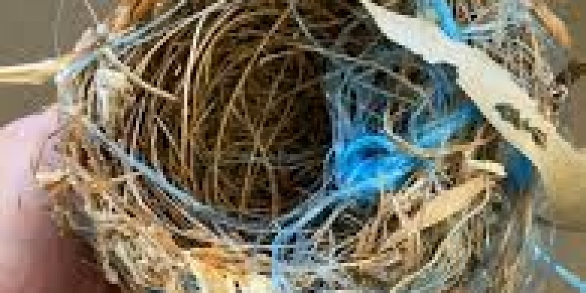 Professional Bird Nest Removal Melbourne Services You Can Trust