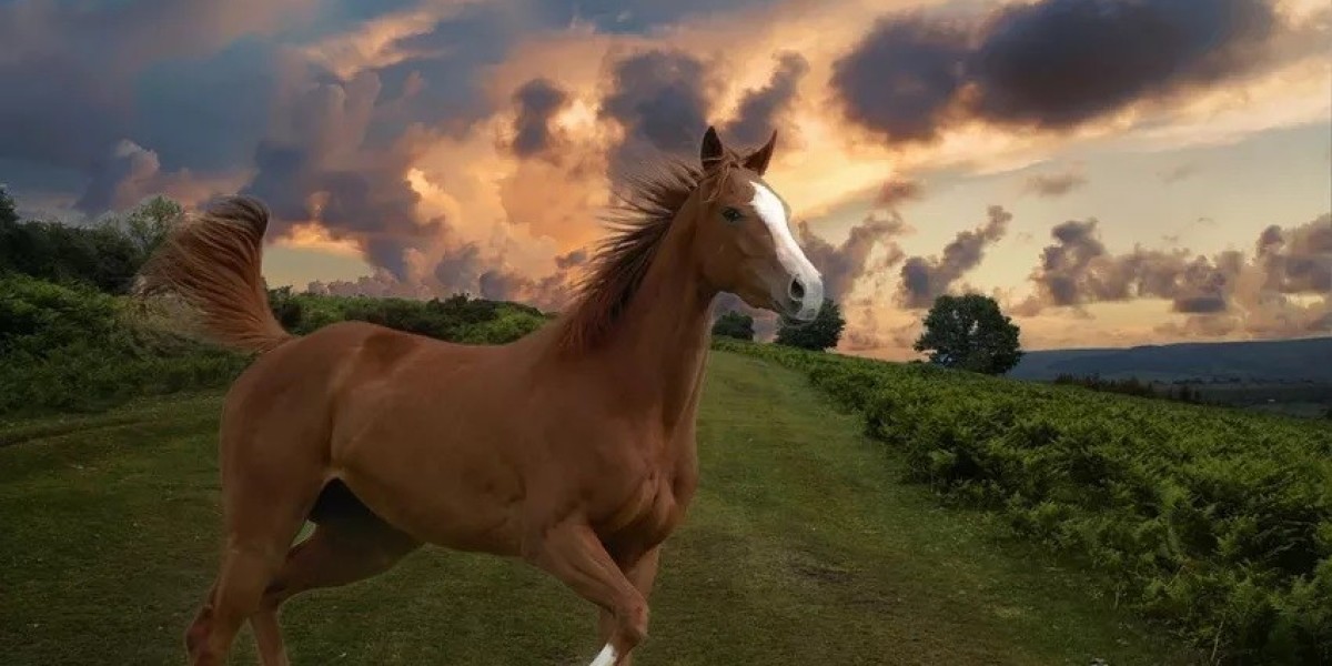 80 Horse Quotes for Harmony, Love, and Courage