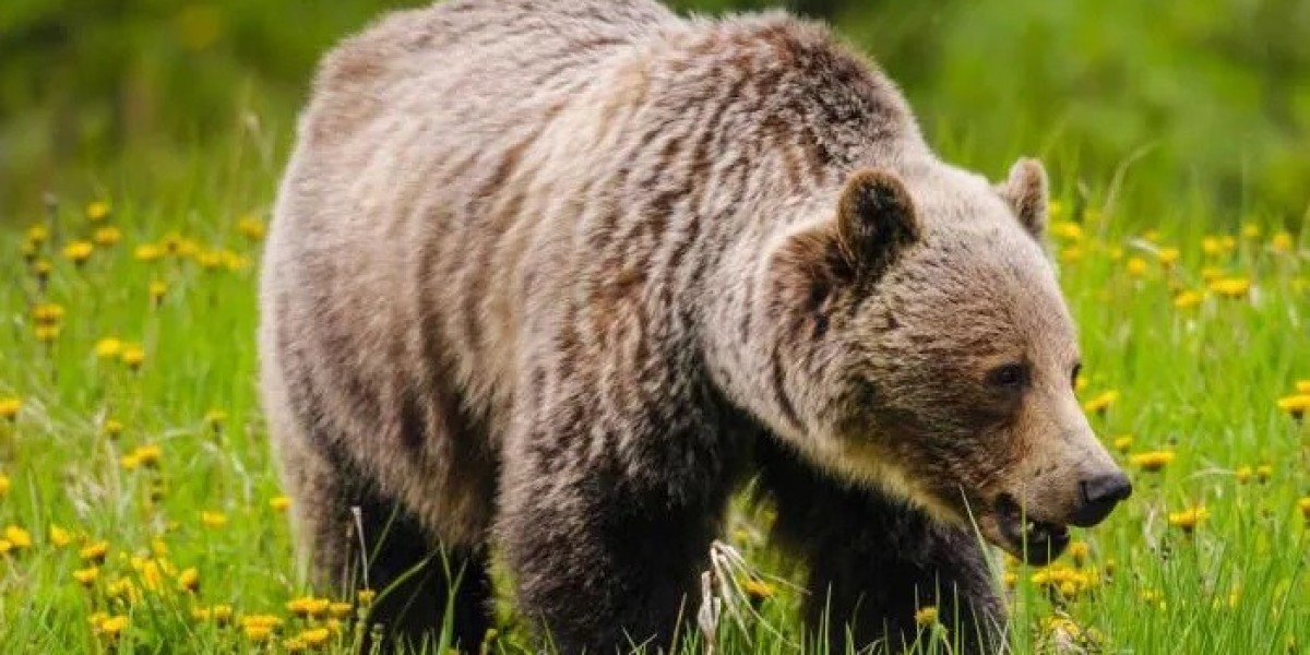 Discovering Strength and Courage in Bear Symbolism