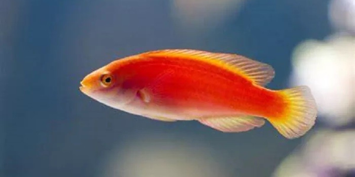 Fish Symbolism: Transformation and New Beginnings