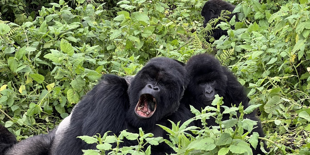 Plan Today and Book a Trip to Rwanda for an Unforgettable African Adventure