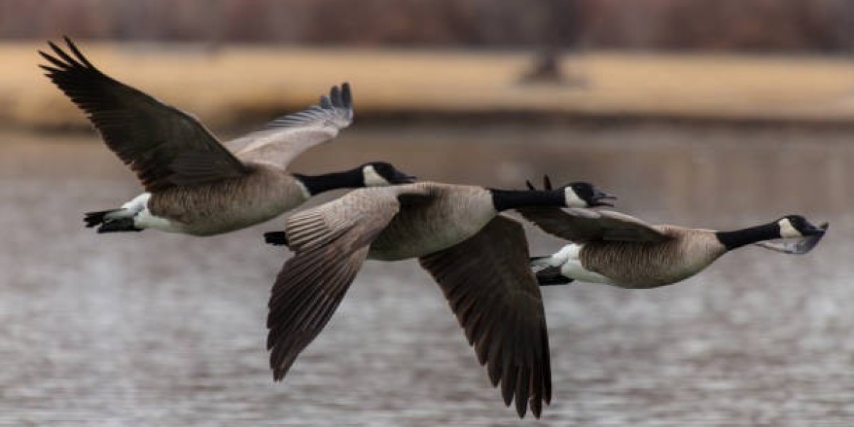 Experience the Best Goose Hunting in Colorado with Birds and Bucks Outside: Professional and Enthusiast Guided Goose Hun