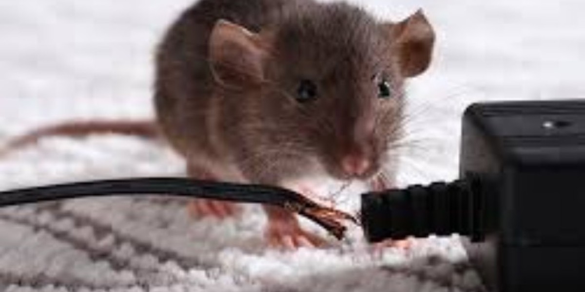 **Termite Treatments: Protecting Your Property from Silent Destroyers**