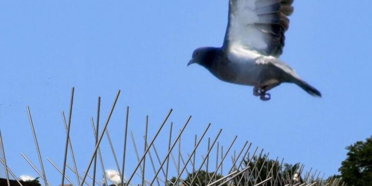 Local Pigeon Pest Control Melbourne Experts – Protect Your Space Today