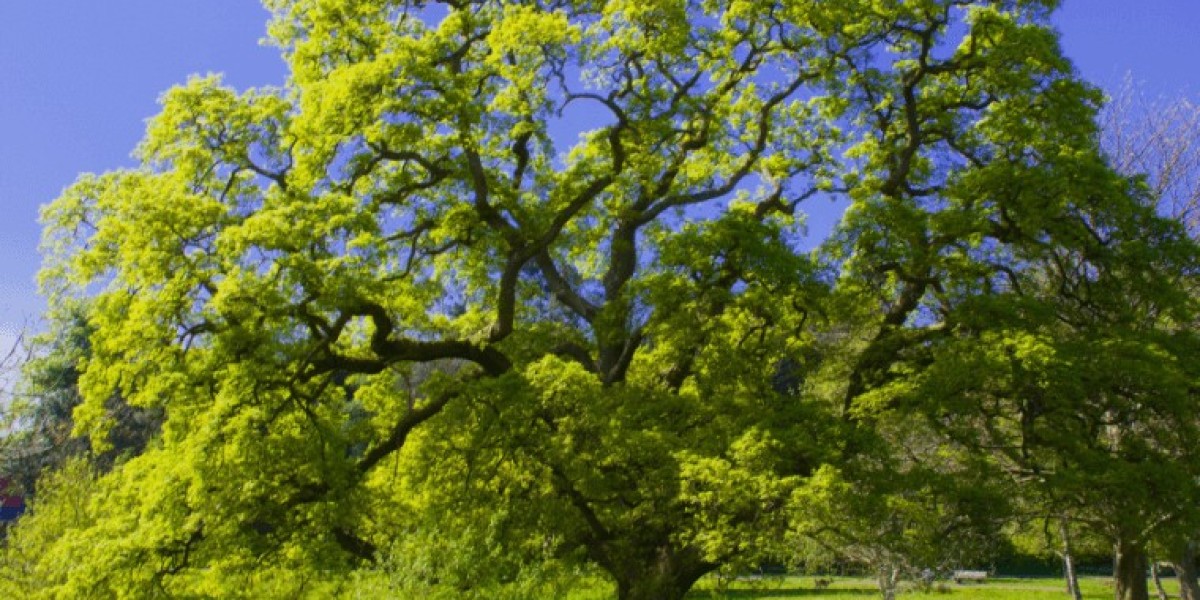 The Role of Trees in Reducing Air Pollution in Cities