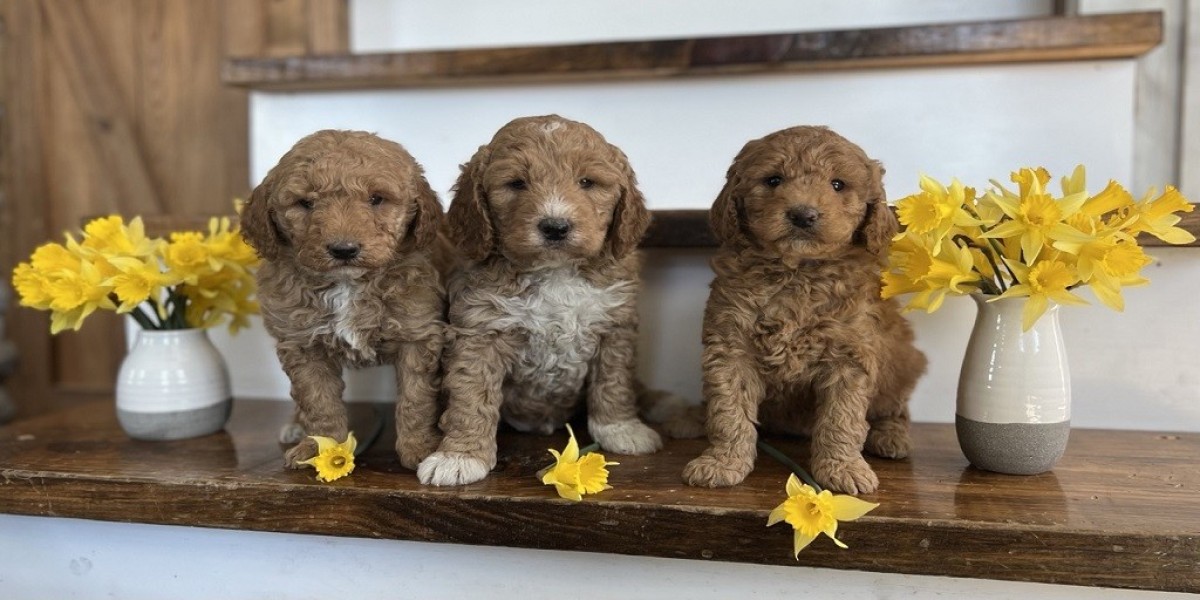 How Big Will My Goldendoodle Get and When Do They Stop Growing?