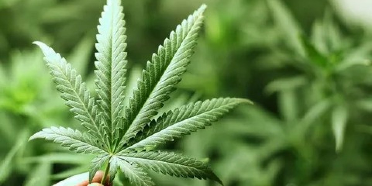 Which Companies Are Dominating the Global Cannabis Market Landscape?
