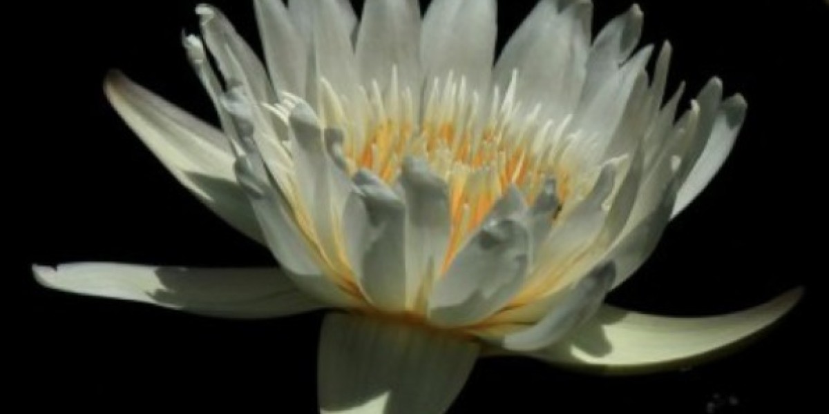Discover the Rare Beauty of the Woods Blue Goddess Water Lily