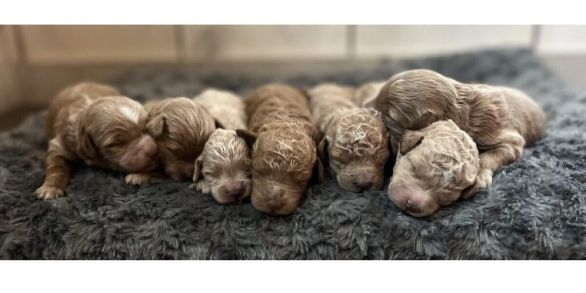 Looking for "Goldendoodle Puppies for Sale Near Me" in Kentucky?