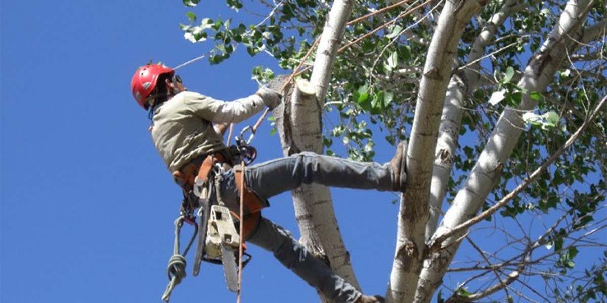 How to Choose the Right Tree Surgeon in Wolverhampton