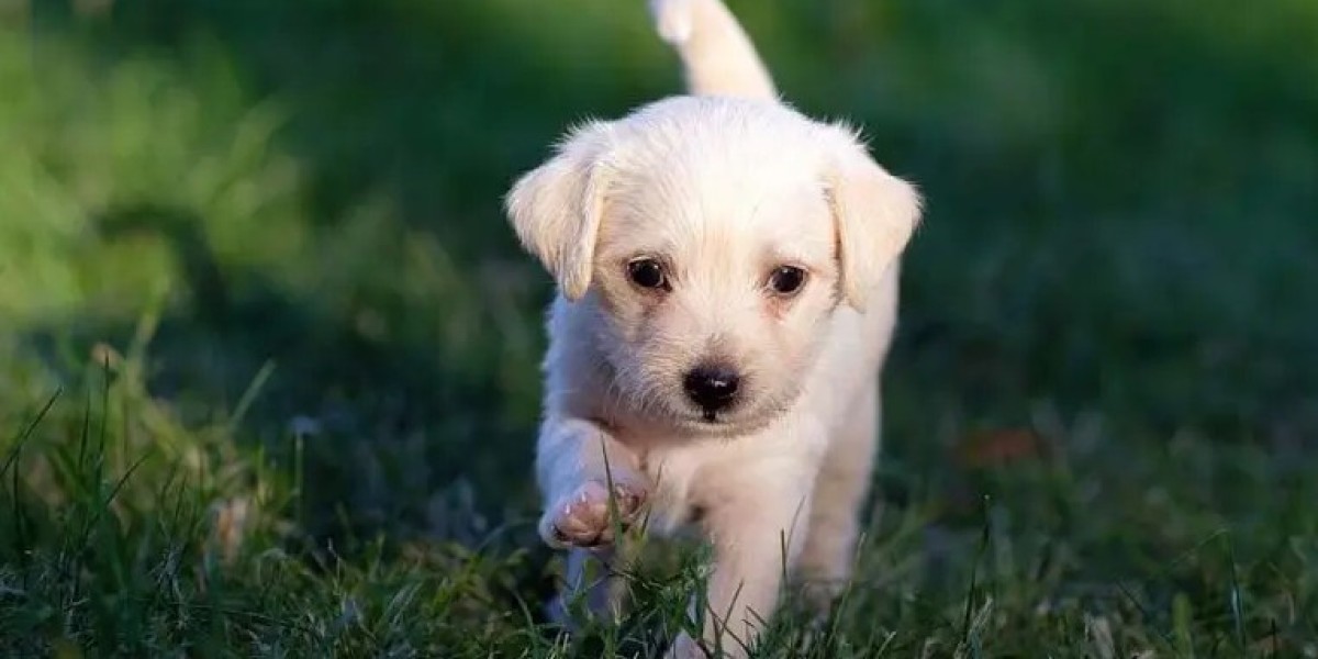 Private Dog Training | Master of Puppies One-on-One Coaching