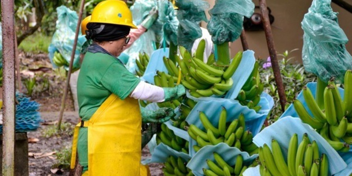 Complete Ecuador Export Process: Documentation & Requirements