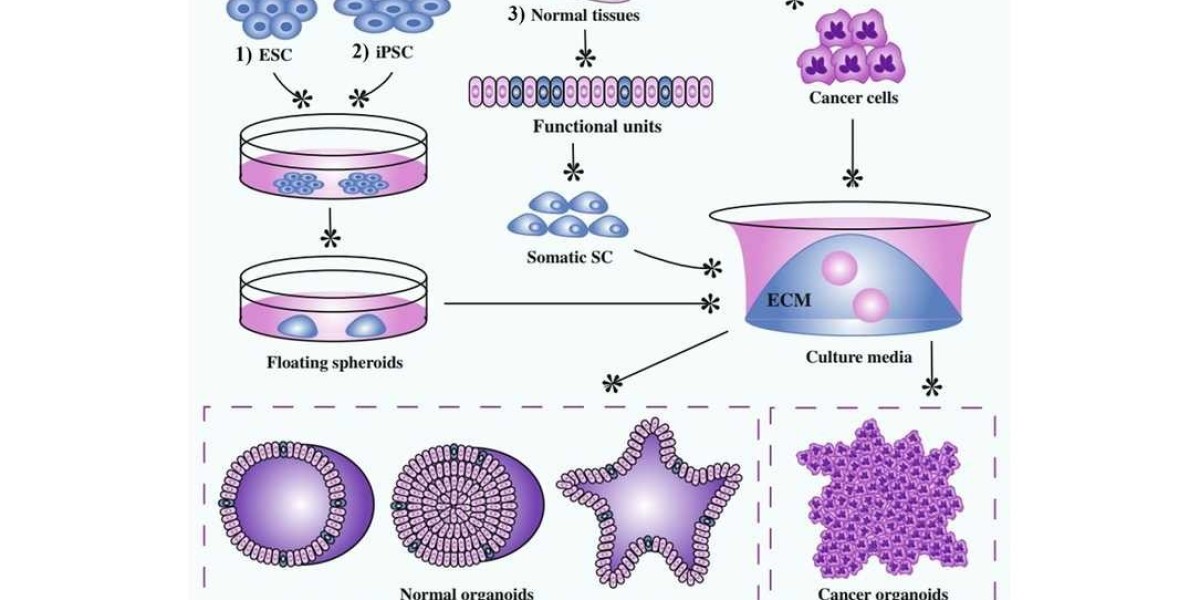 Normal Tissue-derived Organoid Culture Kits to Advance 3D Cell Culture and Drug Development