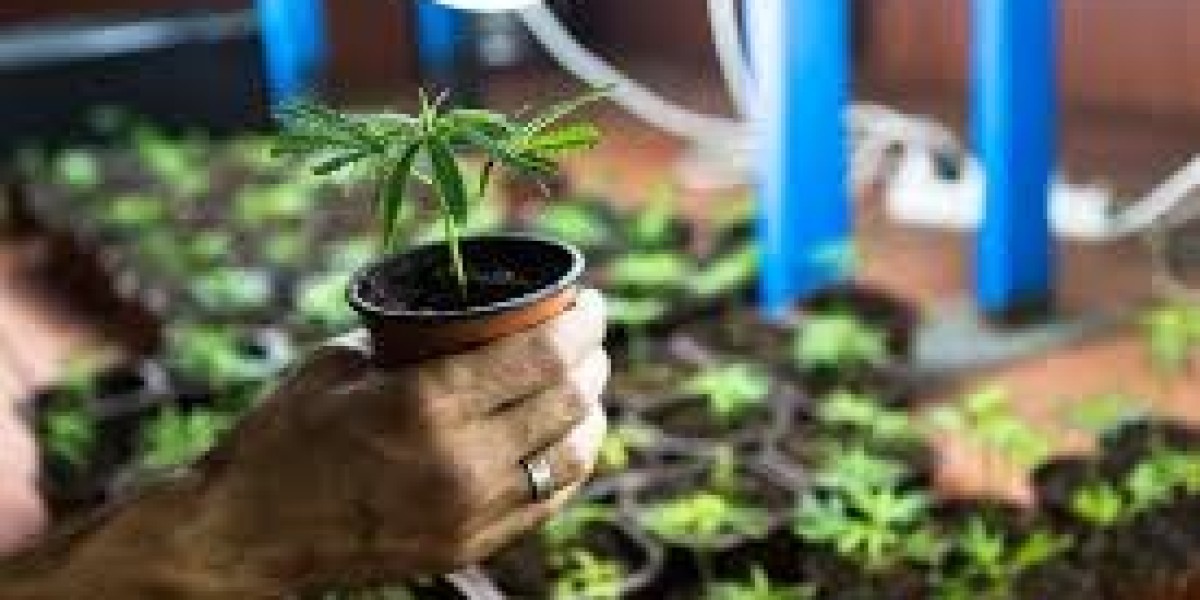 The Clone Conservatory Offers Premium Quality Marijuana Plants
