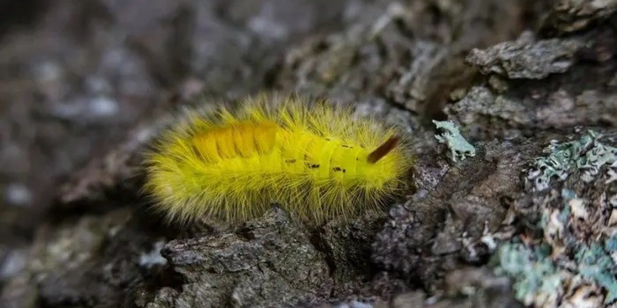 80 Caterpillar Quotes That Inspire Creativity and Imagination