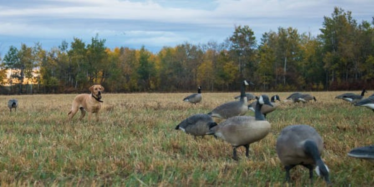 Ultimate Guide to Goose Hunting in Colorado: Tips, Locations, and Experiences