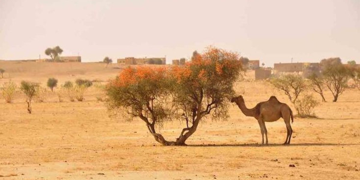 Desert & Nature Experiences: Wildlife Encounters in Desert National Park