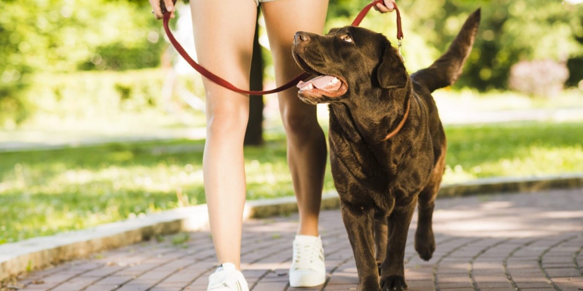 How Do Dog Walkers in New Orleans Improve Your Pet’s Daily Routine?