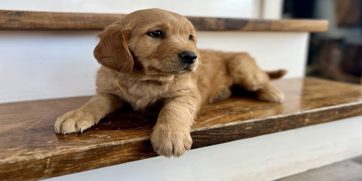 Goldendoodle Puppies Near Me and How to Care for Them