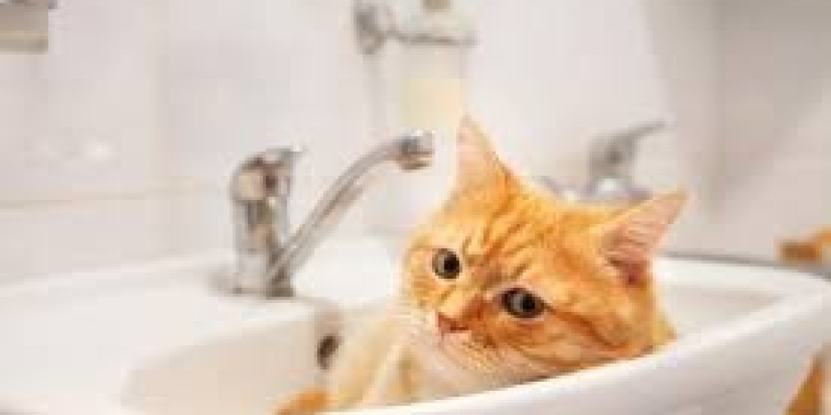 Pets and Plumbing: What Charleston Homeowners Should Know